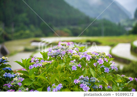 Scenery of rice terraces where hydrangea flowers bloom during the rainy season Scenery of rice terraces where hydrangea flowers bloom during the rainy season 91099172