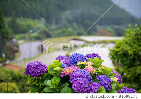 Scenery of rice terraces where hydrangea flowers bloom during the rainy season Scenery of rice terraces where hydrangea flowers bloom during the rainy season 91099173