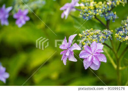 Scenery of rice terraces where hydrangea flowers bloom during the rainy season Scenery of rice terraces where hydrangea flowers bloom during the rainy season 91099176