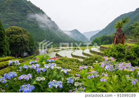 Scenery of rice terraces where hydrangea flowers bloom during the rainy season Scenery of rice terraces where hydrangea flowers bloom during the rainy season 91099189