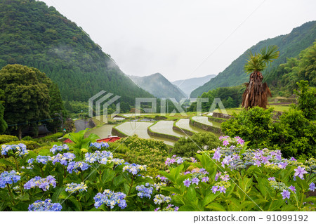 Scenery of rice terraces where hydrangea flowers bloom during the rainy season Scenery of rice terraces where hydrangea flowers bloom during the rainy season 91099192