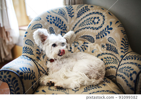 Cute white dog on the sofa, close up Cute white dog on the sofa, close up 91099382