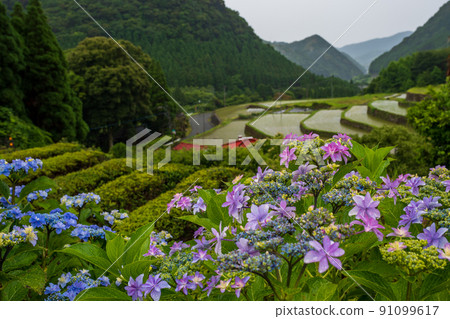 Scenery of rice terraces where hydrangea flowers bloom during the rainy season Scenery of rice terraces where hydrangea flowers bloom during the rainy season 91099617