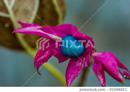 丑角花和水果 91099851