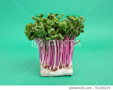 Kaiware of red radish 91100224