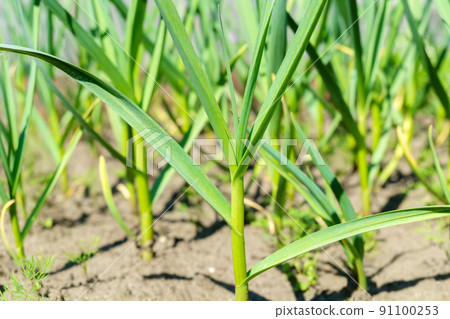 Green garlic in the garden in the countryside in summer in dry sunny weather. Green garlic in the garden in the countryside in summer in dry sunny weather. 91100253
