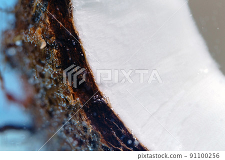 Coconut fruit close-up in water under water, macro. Water bubbles, fresh fruit Coconut fruit close-up in water under water, macro. Water bubbles, fresh fruit 91100256