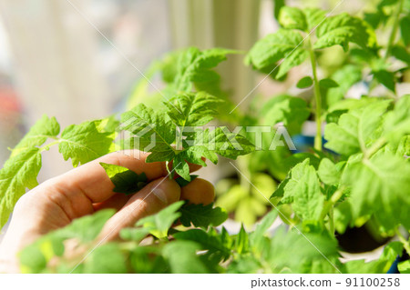 Growing tomatoes seedlings in a greenhouse or in a house. Gardening and agricultural culture. Close-up. Selective focus Growing tomatoes seedlings in a greenhouse or in a house. Gardening and agricultural culture. Close-up. Selective focus 91100258