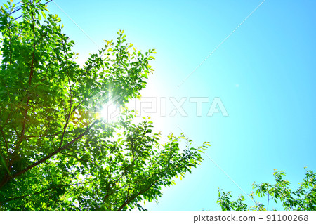 Sunlight through the fresh green Sunlight through the fresh green 91100268