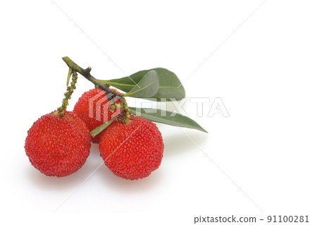 竹林的果實 91100281