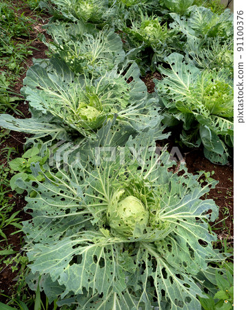 Cabbage field eaten by insects 91100376
