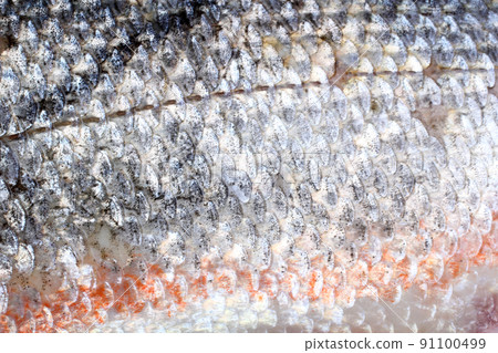 Rudd fish scales background 91100499
