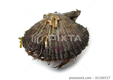 Wild scallop isolated on white Wild scallop isolated on white 91100517