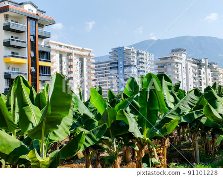 Tall modern houses on background of banana palms and mountains. Concept of harmonious fusion of city and nature. 91101228