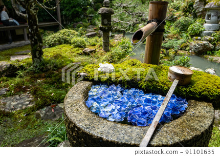 柳谷觀音 Yanagidani Hydrangea Tesui 91101635