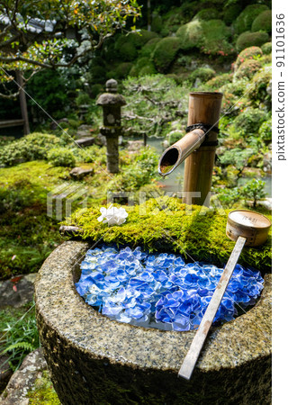 柳谷觀音 Yanagidani Hydrangea Tesui 91101636