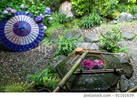 柳谷觀音 Yanagidani Hydrangea Tesui 91101639