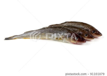 Saffron cod Saffron cod 91101879