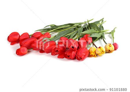 Tulips 91101880