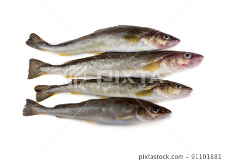 Saffron cod Saffron cod 91101881