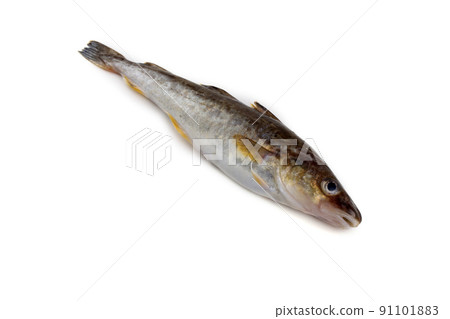 Saffron cod 91101883