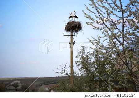 European white stork. Two storks in the nest in spring in Ukraine. Colorful wild birds. Ukrainian village. Blue sky and cherry blossom trees are near the stork nest on a pole. 91102124