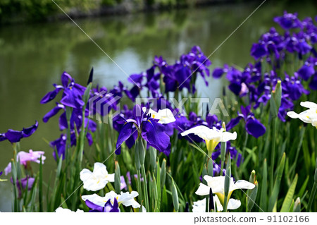 The irises blooming at the water's edge The irises blooming at the water's edge 91102166