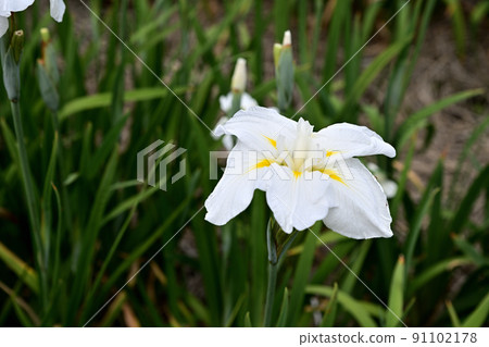 The irises blooming at the water's edge The irises blooming at the water's edge 91102178