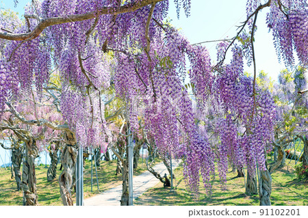 Serafujien Serafujien 91102201