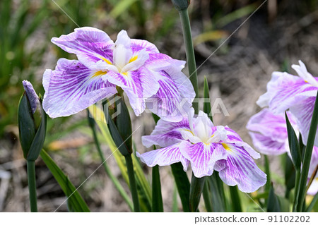 The irises blooming at the water's edge 91102202