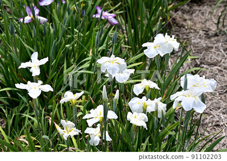 The irises blooming at the water's edge 91102203