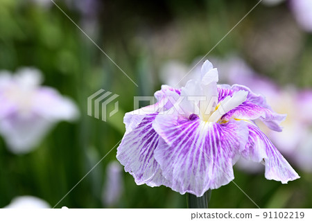 虹膜在水邊綻放 91102219