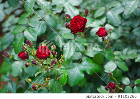 Red rose flowers in Ichikawa Zoo and Botanical Garden 91102266