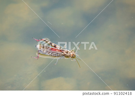 A large brown migratory locust, Locusta migratoria, fell into the water on a Sunny summer day. A large brown migratory locust, Locusta migratoria, fell into the water on a Sunny summer day. 91102418