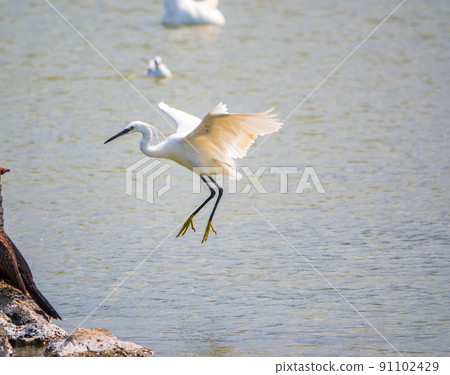 The flight of the little egret or Small White Heron. 91102429