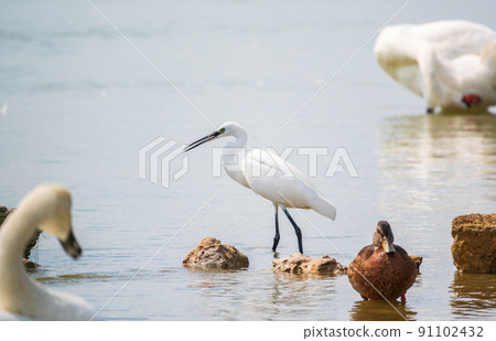 The small white heron or Little egret stands in the lake The small white heron or Little egret stands in the lake 91102432