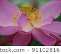 Flowered lotus flower 91102816