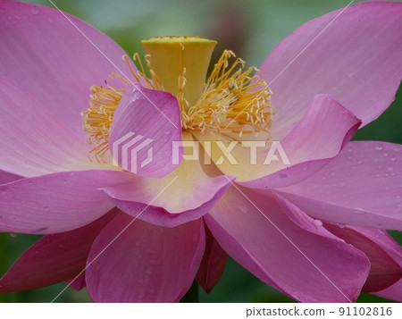 Flowered lotus flower 91102816