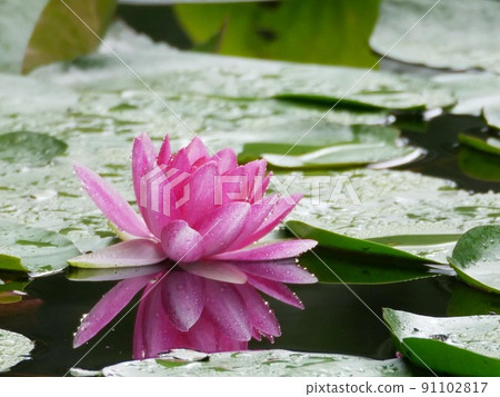 Water lotus reflected on the surface of the water Water lotus reflected on the surface of the water 91102817