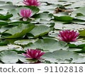 Water lotus blooming in the pond 91102818