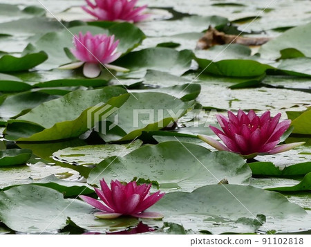 Water lotus blooming in the pond 91102818