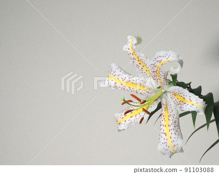 Wild lily Wild lily 91103088