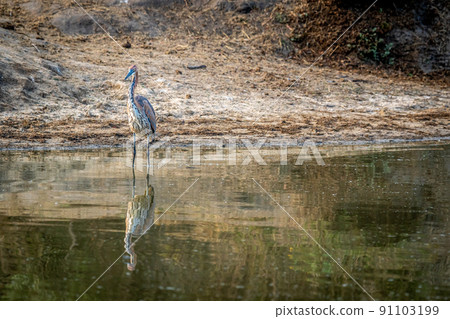 Goliath heron standing in the water. 91103199