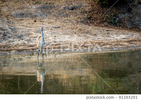 Goliath heron standing in the water. 91103201