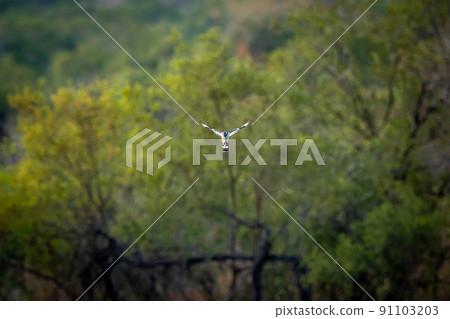 Pied kingfisher hovering over the water fishing. 91103203