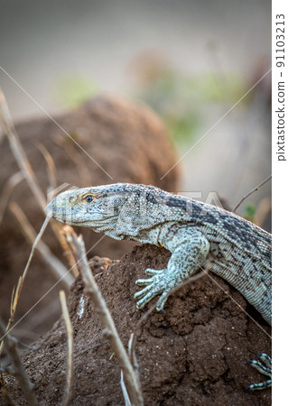 Rock monitor lizard standing on a termite mount. 91103213