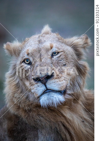 Close up of a male Lion in the Kruger. 91103214