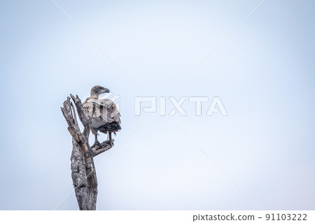 White-backed vulture sitting in a dead tree. White-backed vulture sitting in a dead tree. 91103222