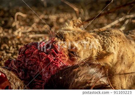 Close up of Lions feeding on a carcass. 91103223