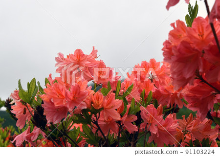 Azalea Azalea 91103224